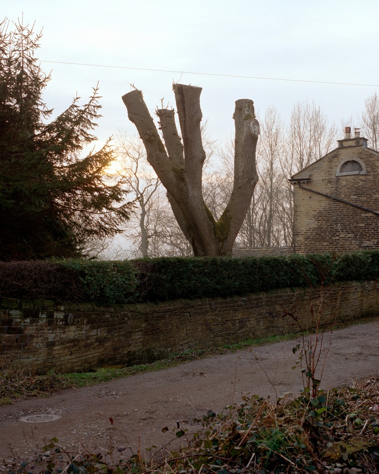  by tree fulneck